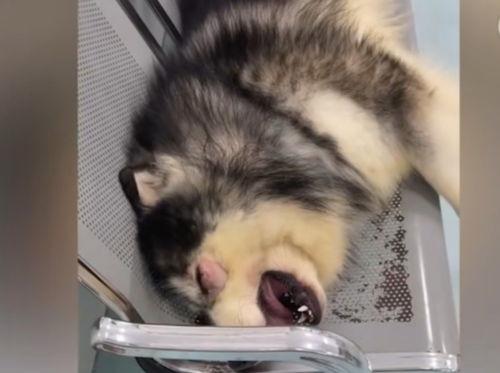 爆料狗狗打架视频播放,一场宠物间的生死较量 第2张 爆料狗狗打架视频播放,一场宠物间的生死较量 第2张