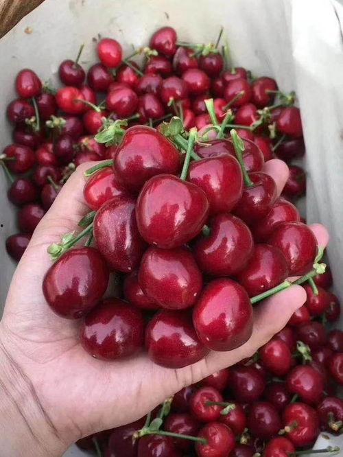 吃瓜网红事件樱桃是真的吗,真相揭秘，是真是假？